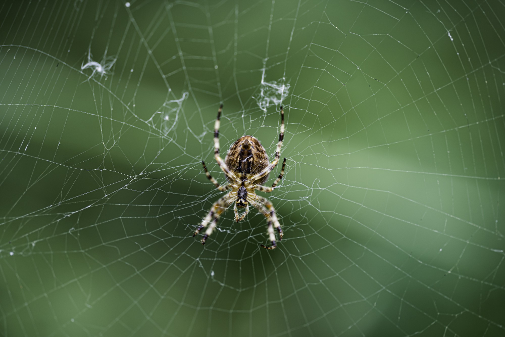 Spider Treatment Service8967