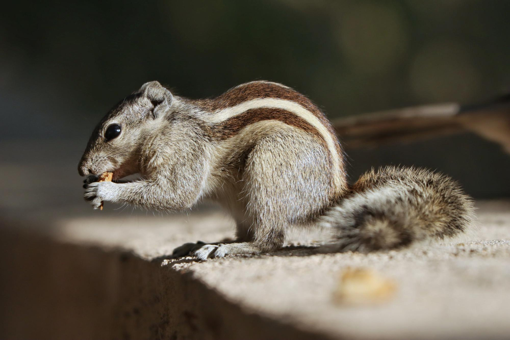 Squirrel-img