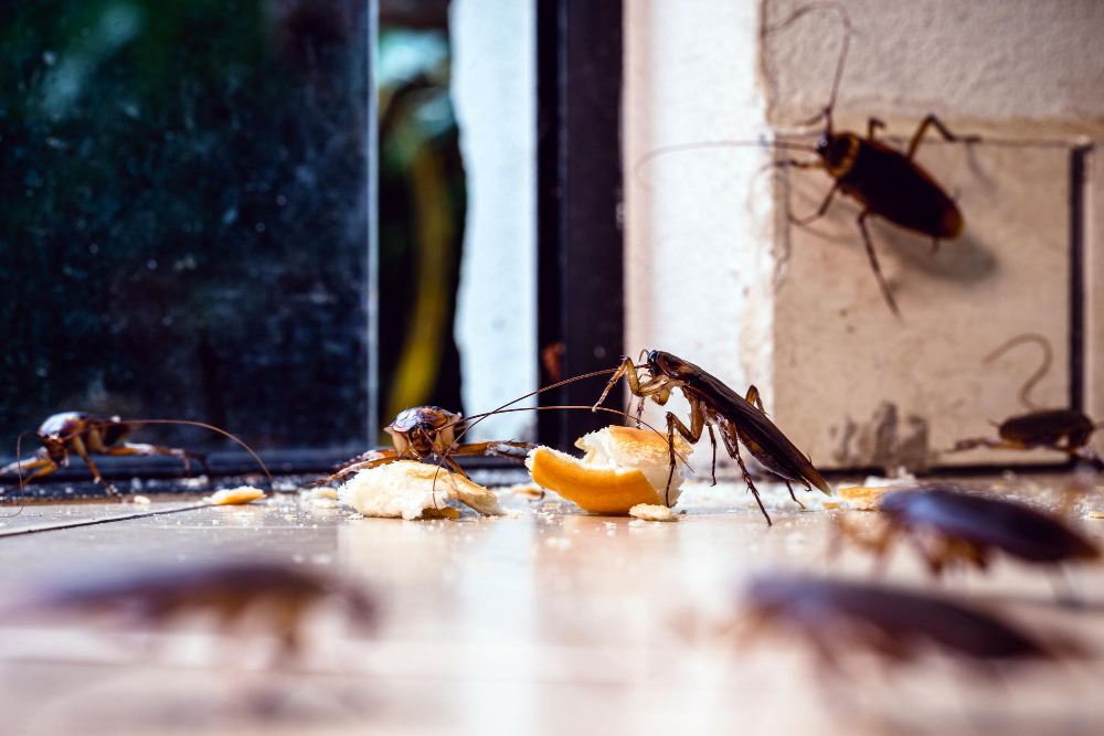 cockroach-control-img