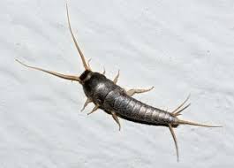 Silverfish Treatment Service8963