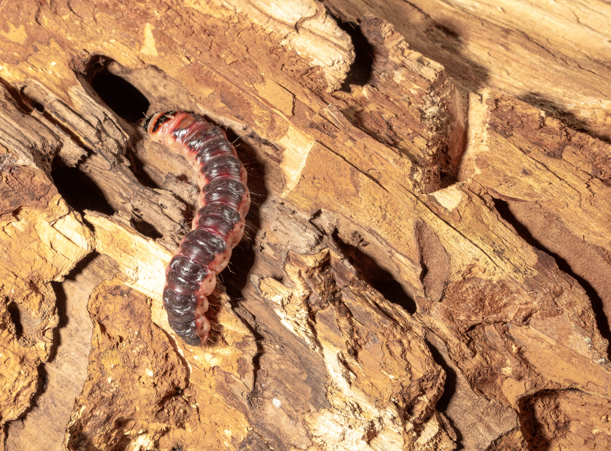 Woodworm caterpillar gnaws through a tree trunk